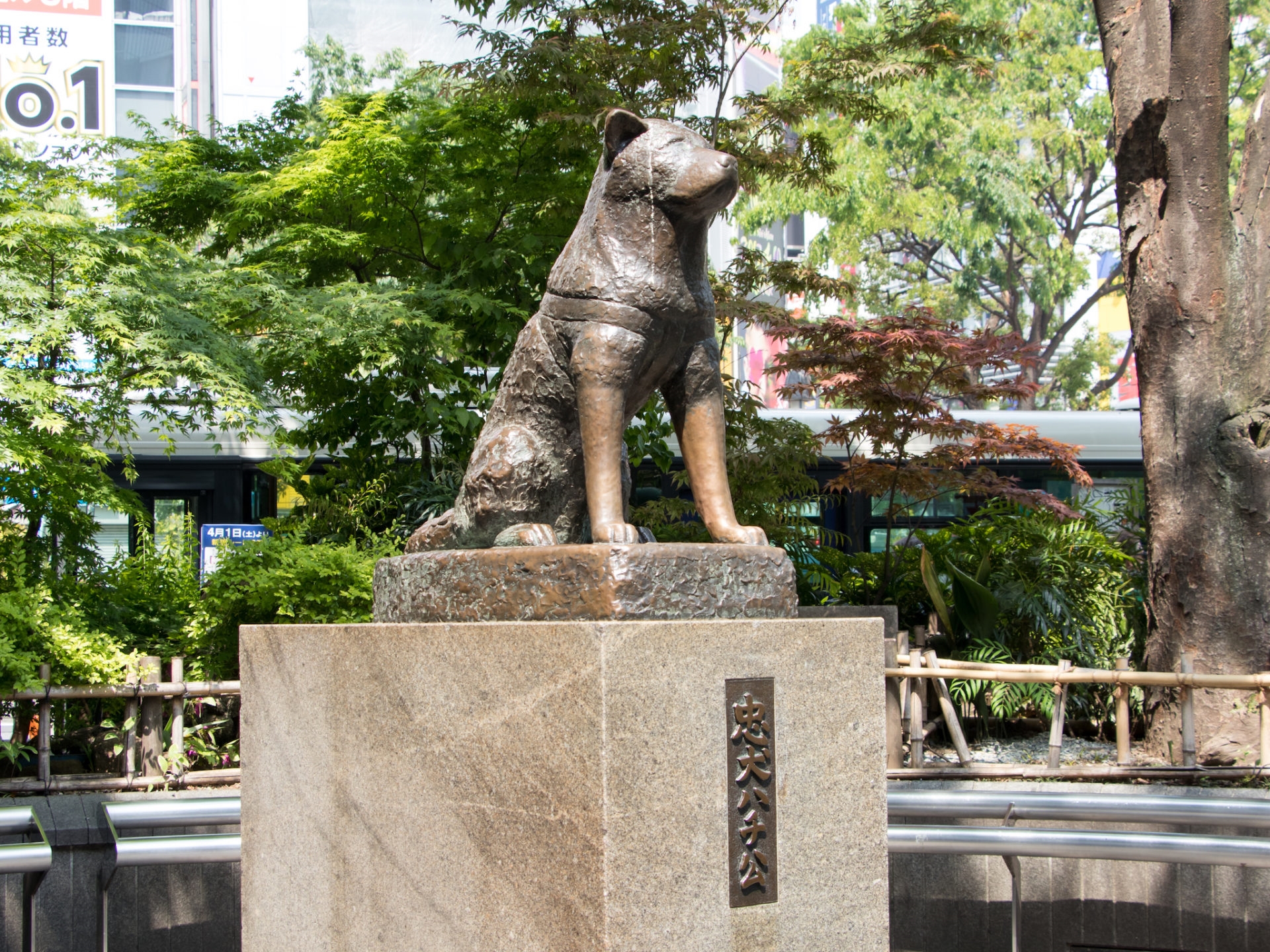 Bức tượng Hachiko và câu chuyện về chú chó trung thành nhất Nhật Bản