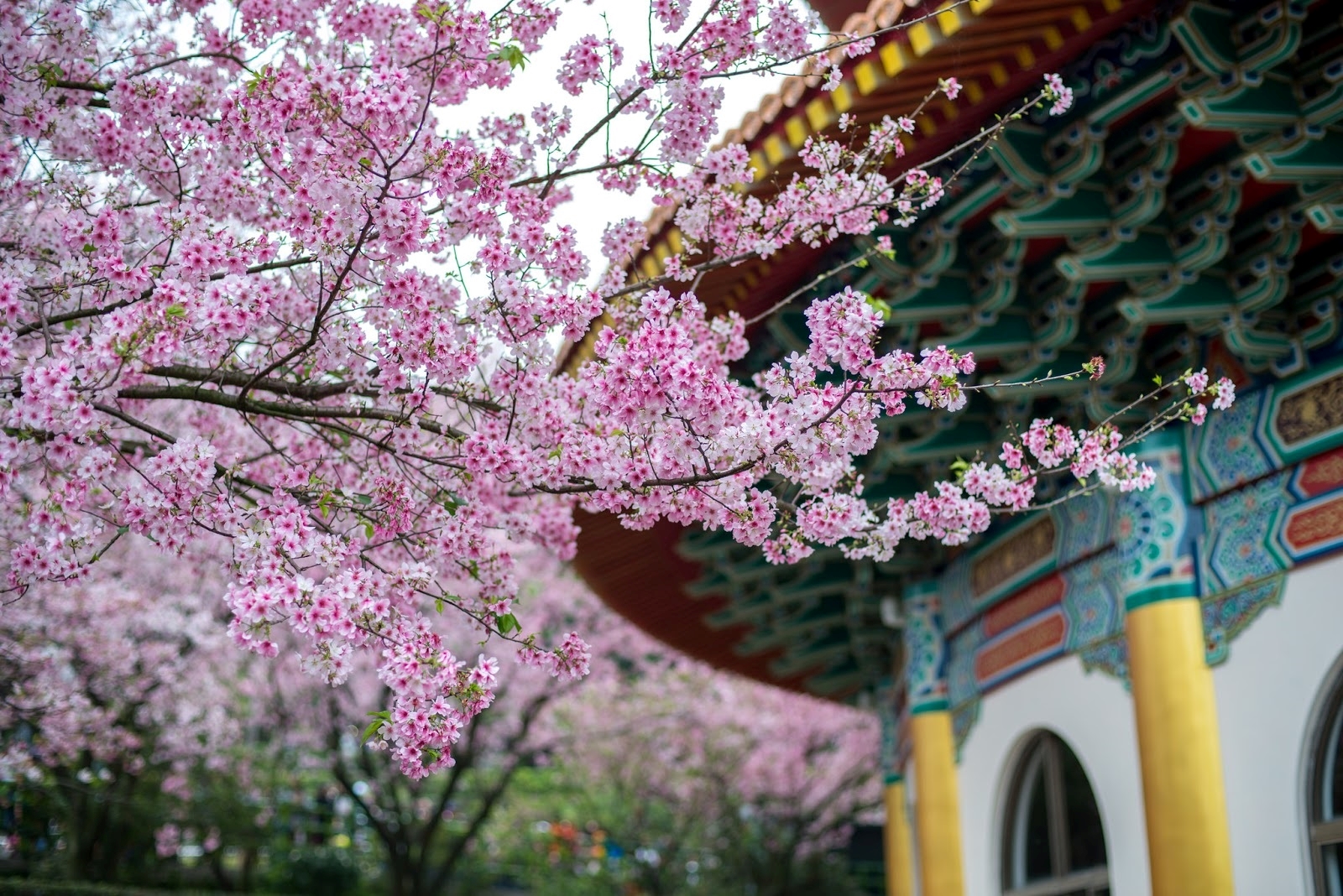 Top những điểm ngắm hoa anh đào mùa xuân tại Đài Loan 2023 - Du lịch mở  Toàn Cầu | Tổ chức tour chuyên nghiệp