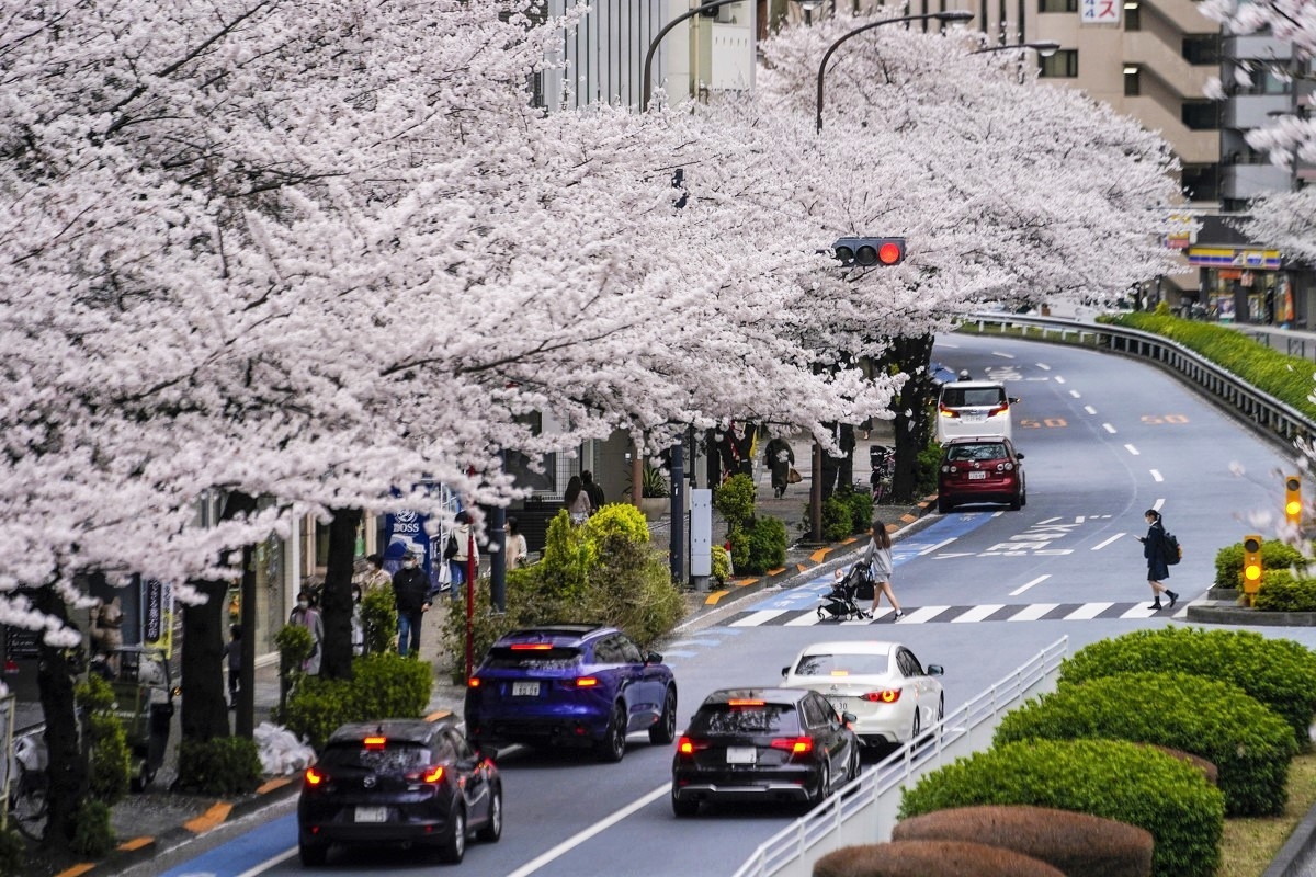 Mùa hoa anh đào nở rộ ở Tokyo