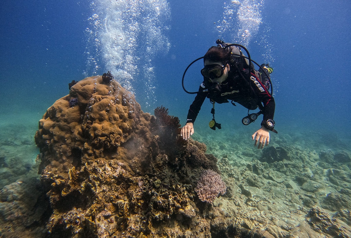Nha Trang dừng du lịch lặn biển ở điểm dễ gây hại san hô