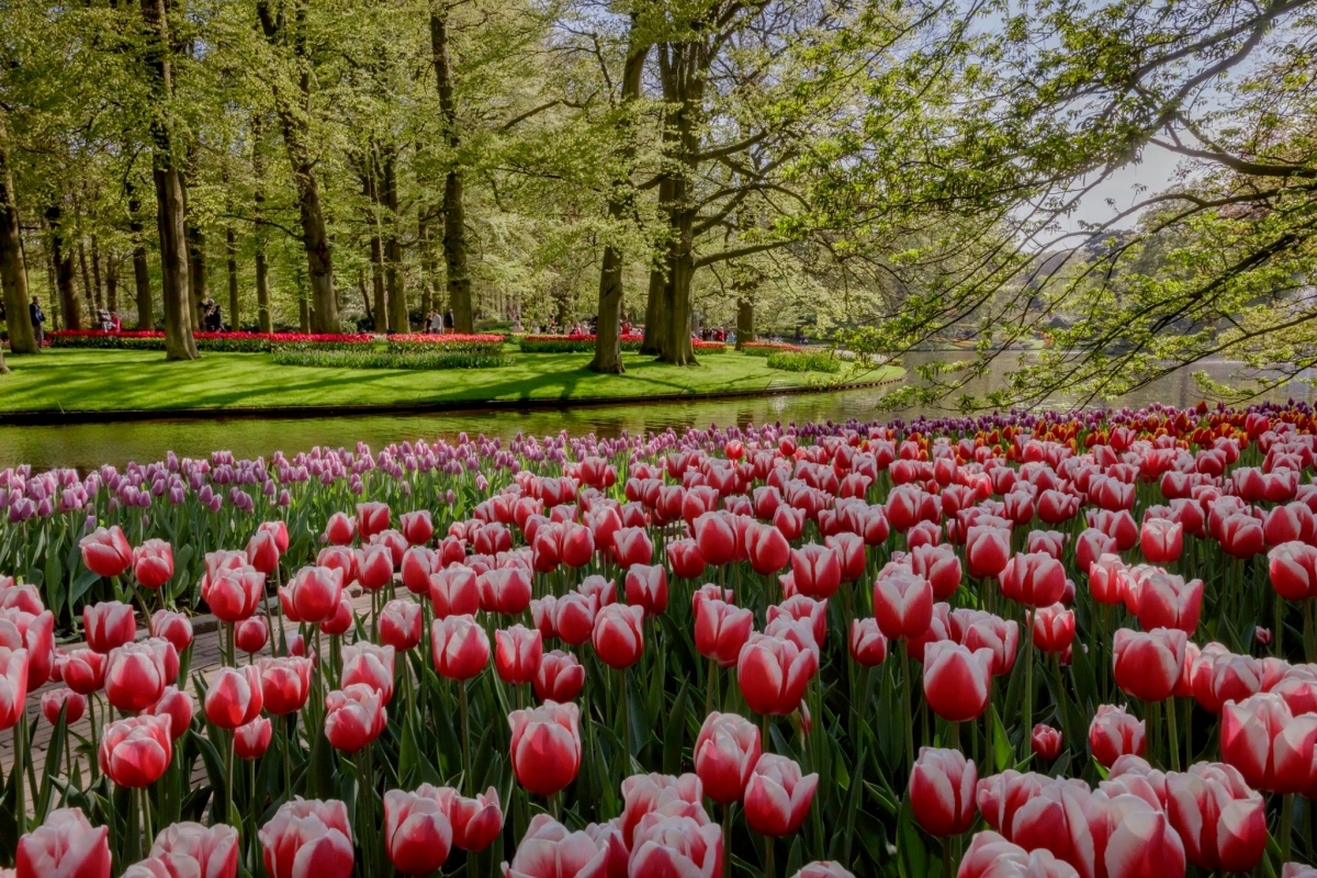 Du lịch Hà Lan, tham gia lễ hội hoa Tulip mùa xuân