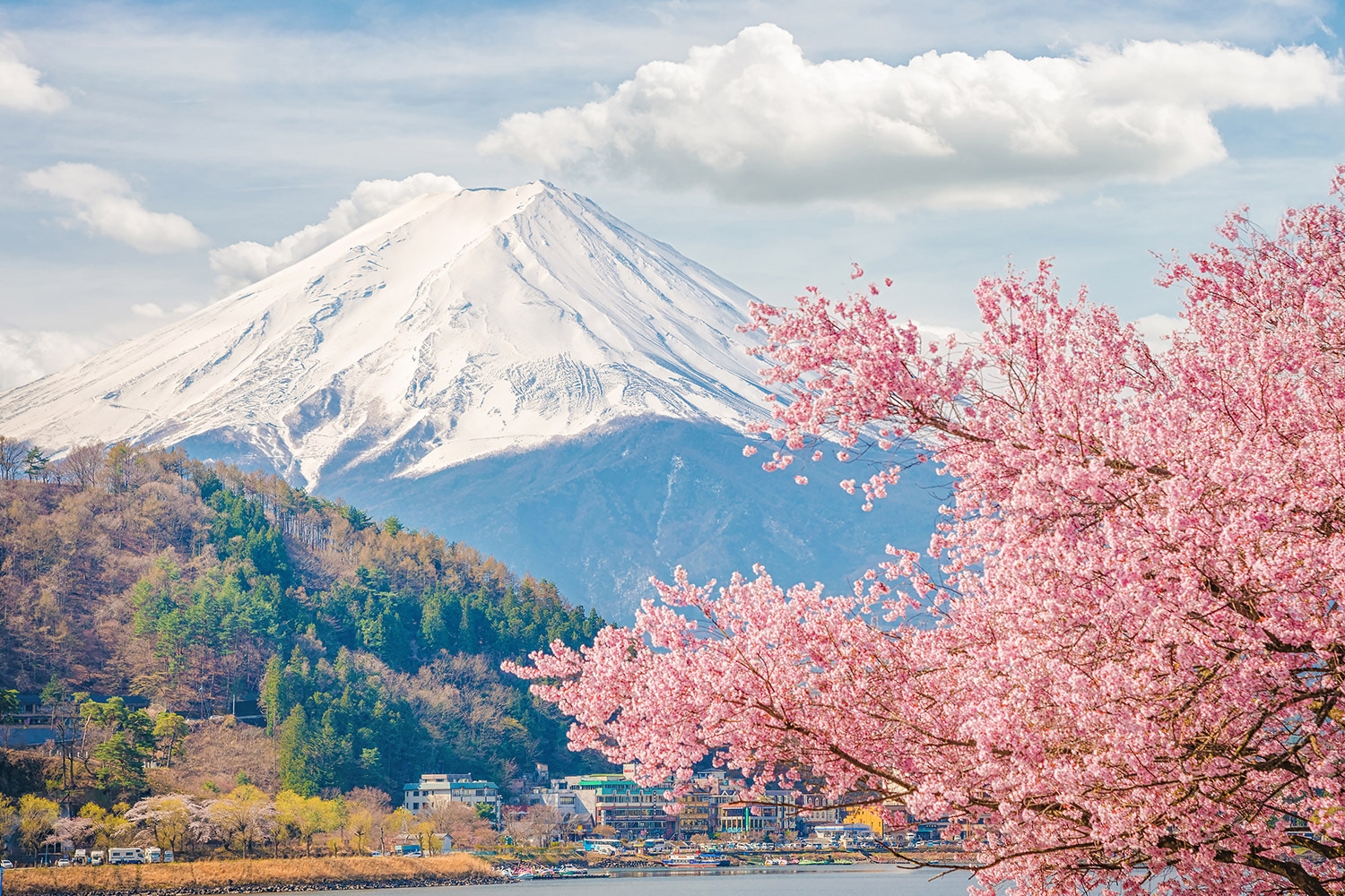 Lịch ngắm hoa anh đào nở ở Nhật Bản 2023