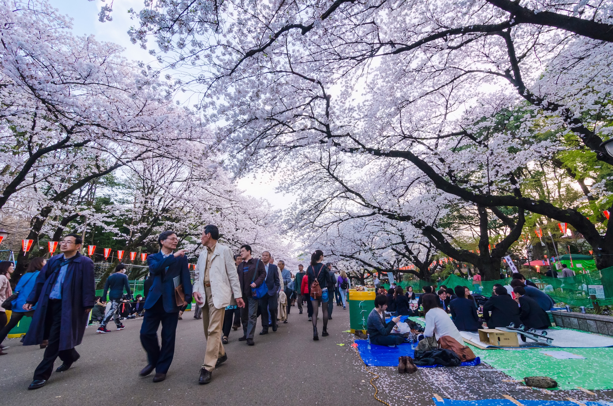 Mùa hoa anh đào đã về trên đất nước Nhật Bản và sớm nhất trong 70 năm qua