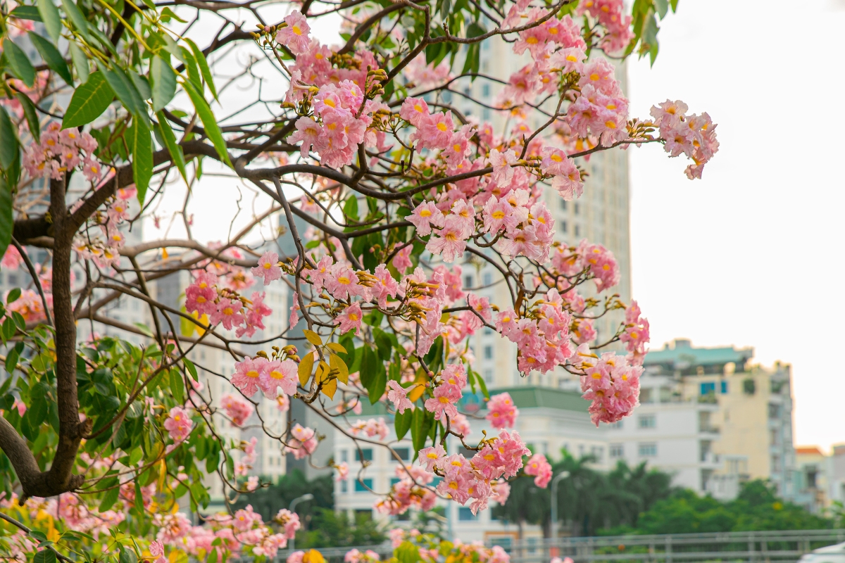 Một mùa kèn hồng nữa lại về với Sài Gòn