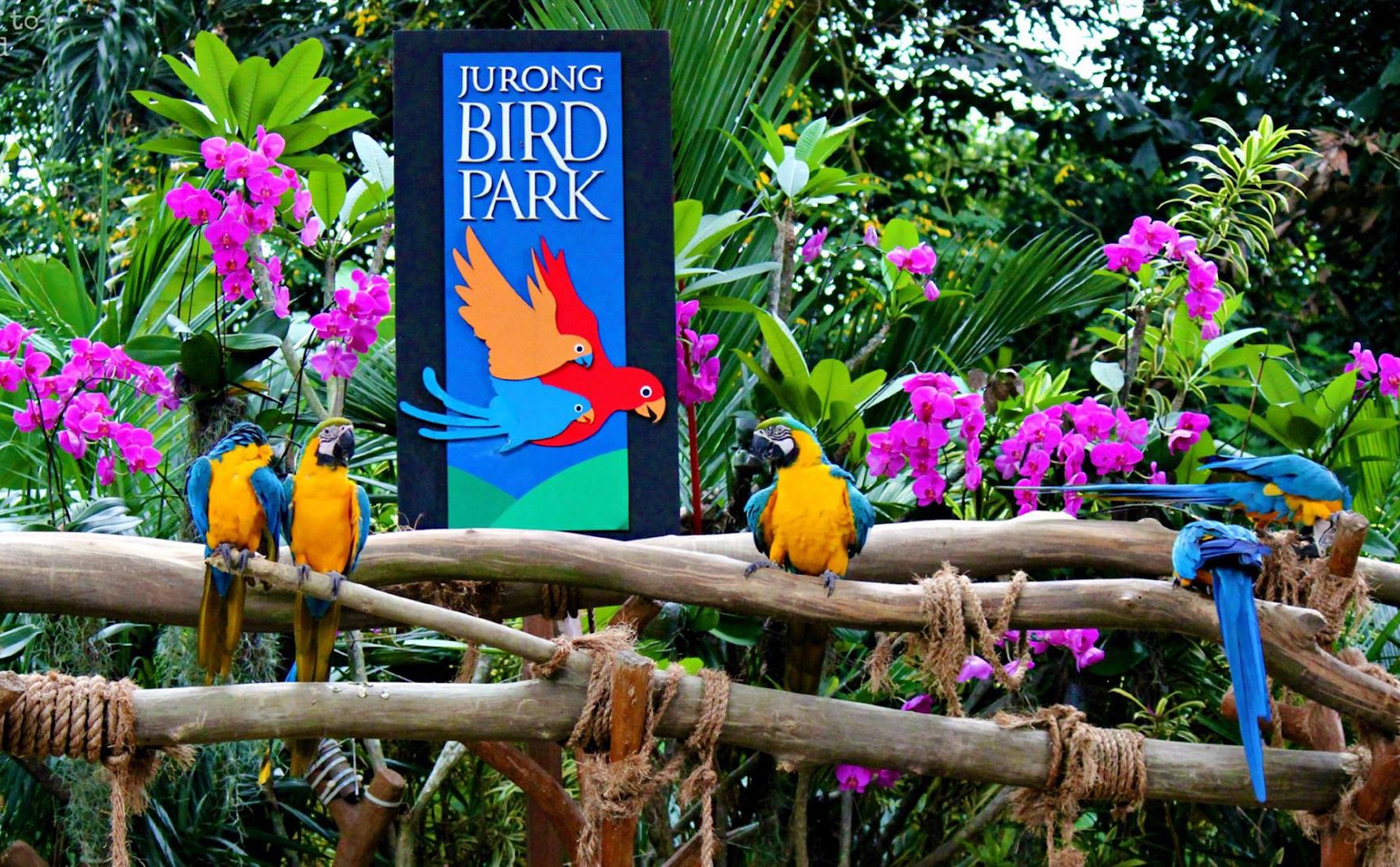 Vườn chim Jurong lớn nhất châu Á ở Singapore sẽ đóng cửa