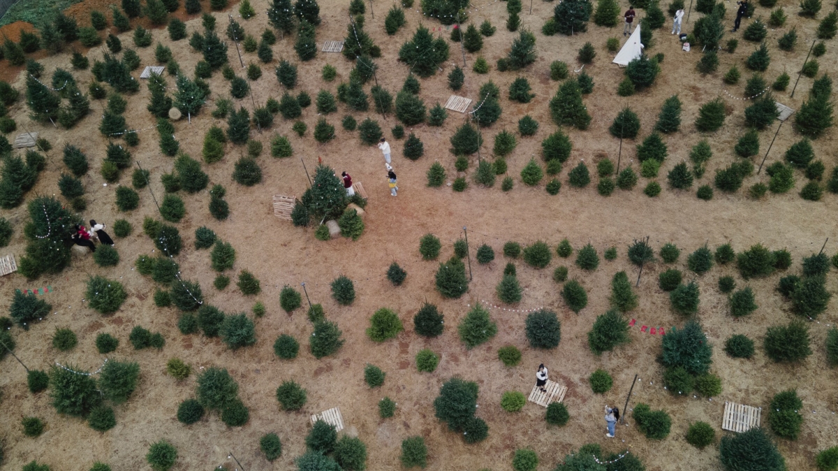 Ngắm vườn thông 2000 cây ở Mộc Châu
