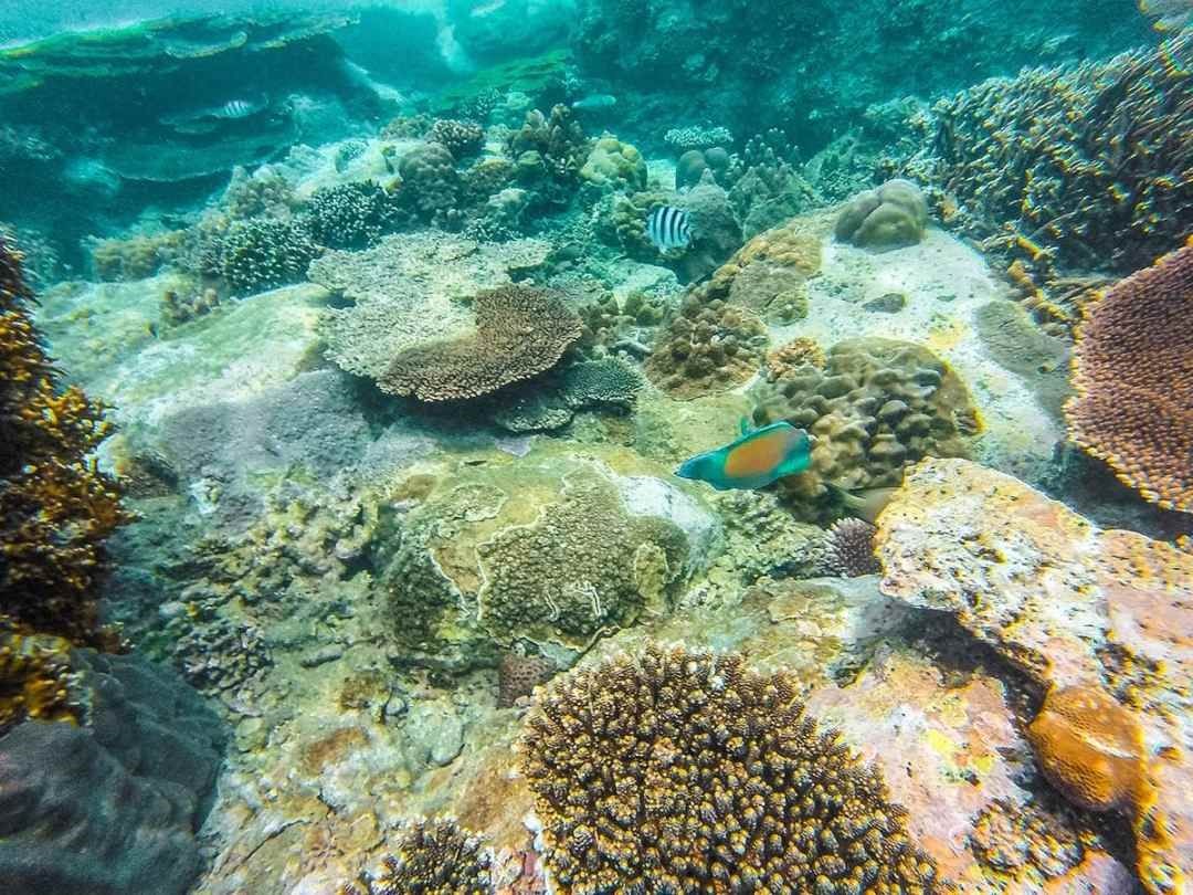 nhatrang- snorkelling- tour-4.jpg
